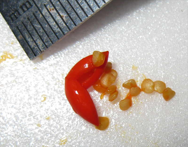Image of Withania somnifera specimen.