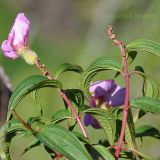 семейство Melastomataceae. Побеги с цветками. Индия, горы Кумаон, Binsar Wildlife Sanctuary, штат Уттараканд. 25.09.2012.