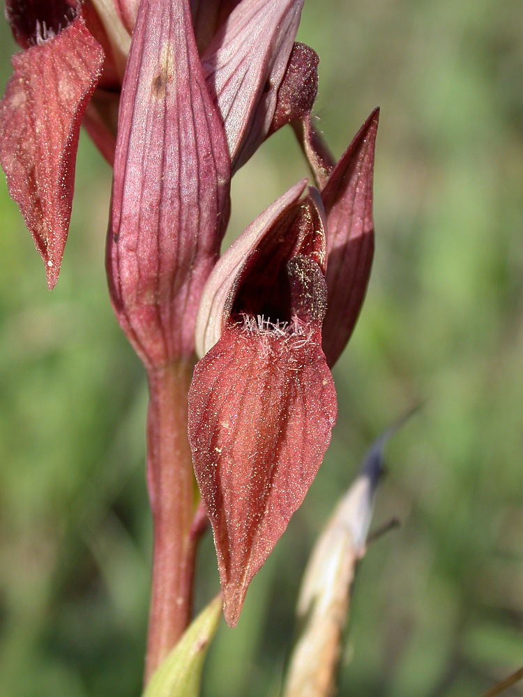 Изображение особи Serapias orientalis ssp. levantina.