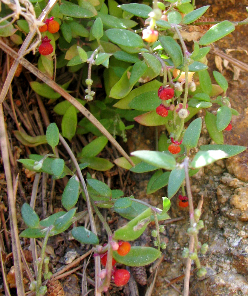 Image of Chenopodium nutans specimen.