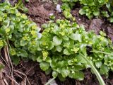 Chrysosplenium thianschanicum