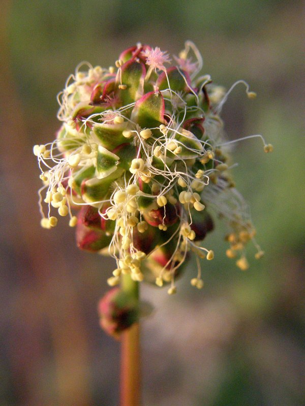 Image of Poterium polygamum specimen.