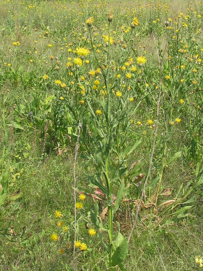 Изображение особи Chartolepis intermedia.