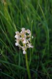 Anacamptis morio ssp. caucasica