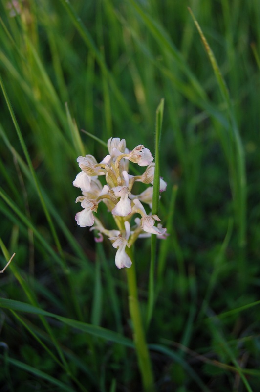 Image of Anacamptis morio ssp. caucasica specimen.
