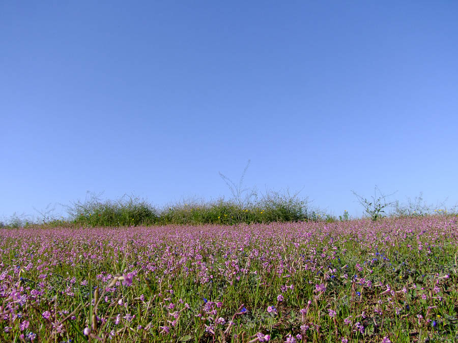 Image of Silene colorata specimen.