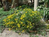 Senecio подвид coronopifolius