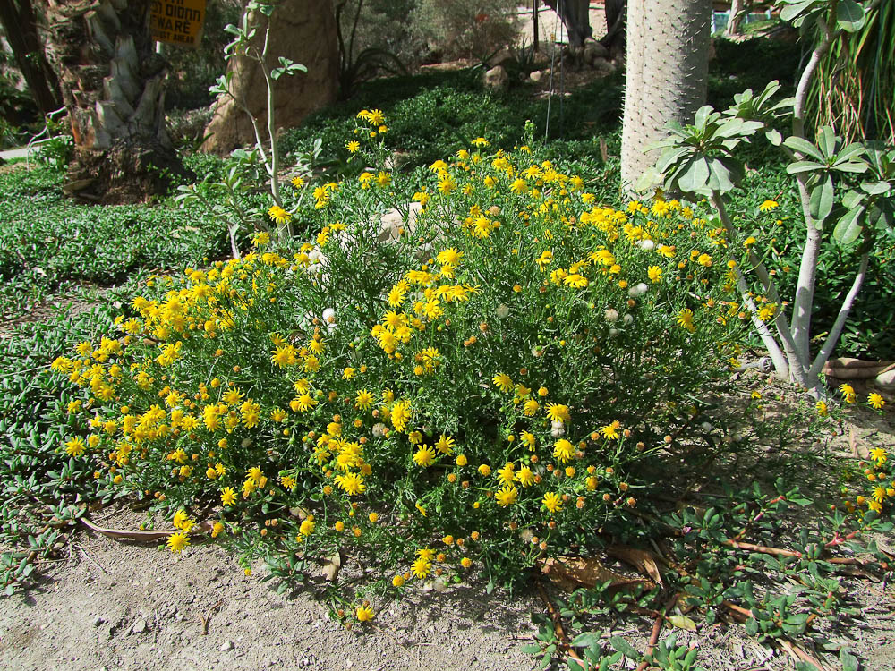 Image of Senecio glaucus ssp. coronopifolius specimen.