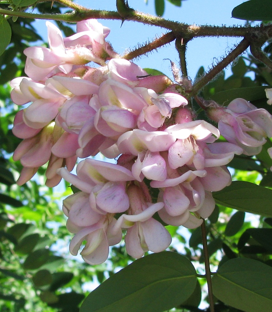 Image of Robinia hispida specimen.