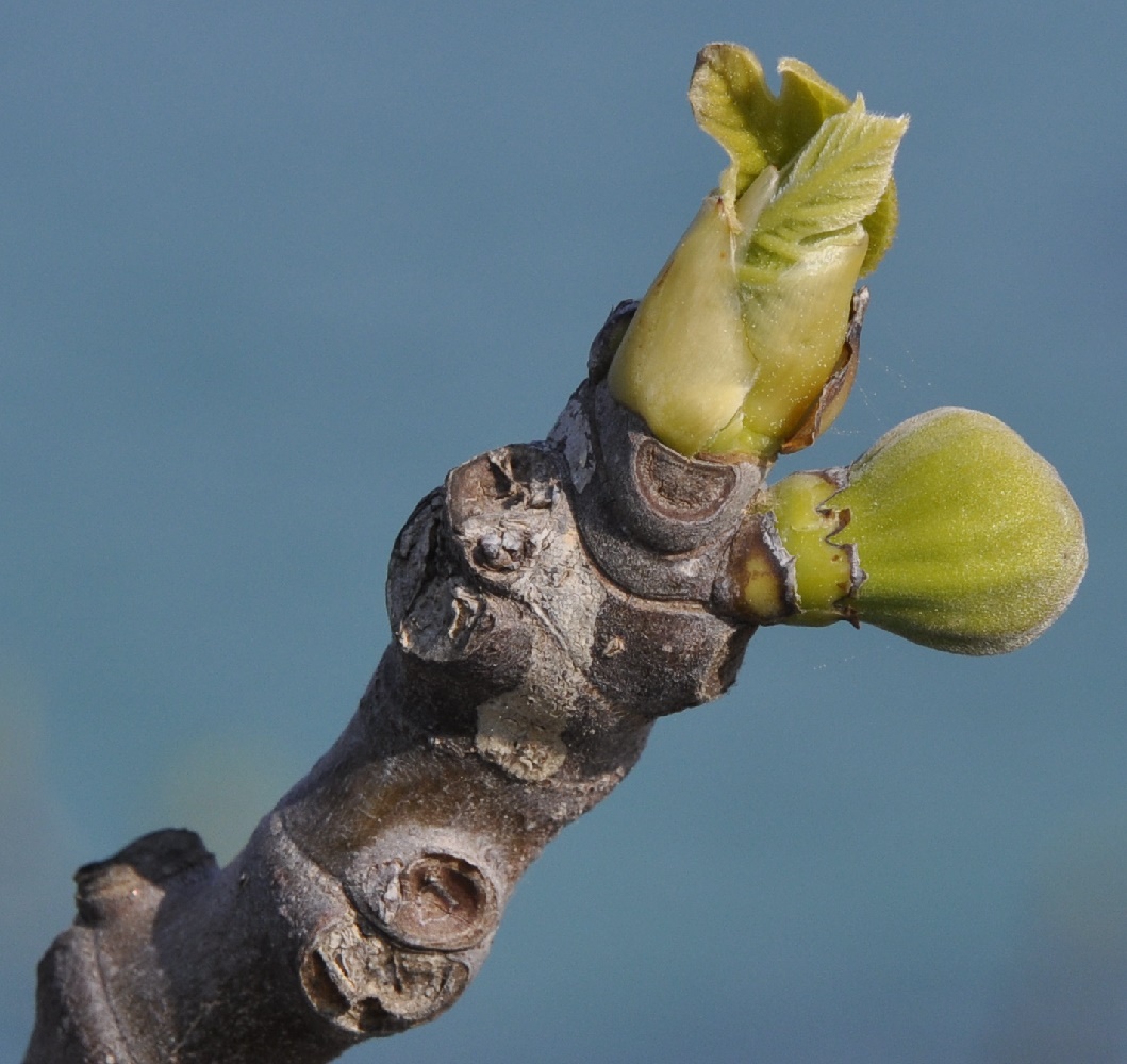 Изображение особи Ficus carica.