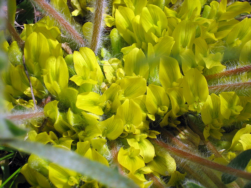 Image of Astragalus pubiflorus specimen.