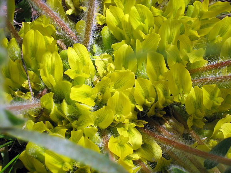 Изображение особи Astragalus pubiflorus.