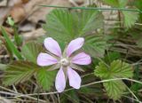 Rubus arcticus