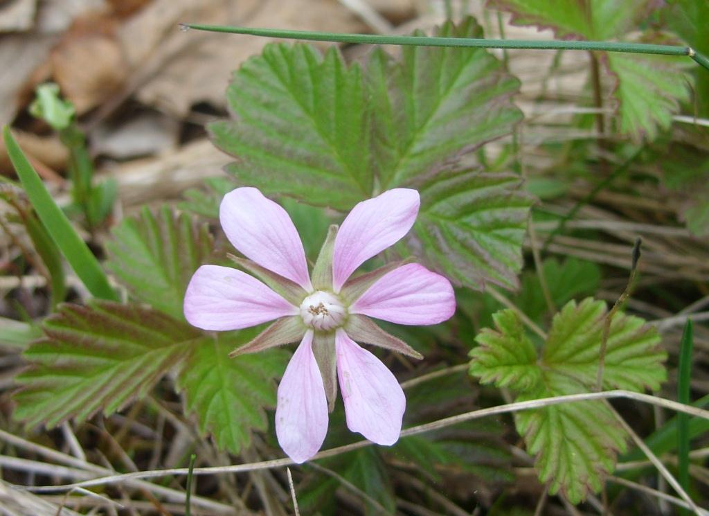 Изображение особи Rubus arcticus.