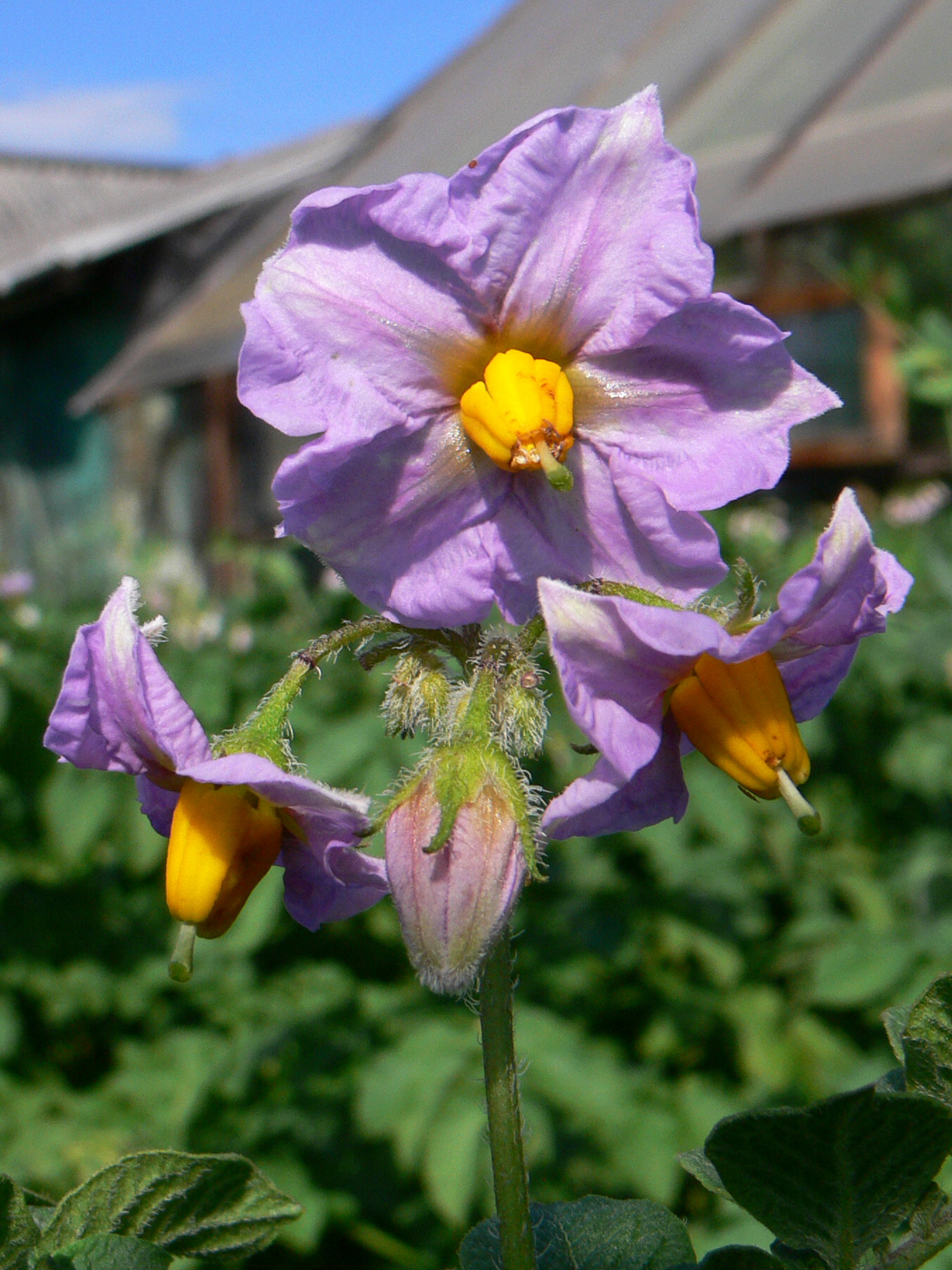 Изображение особи Solanum tuberosum.