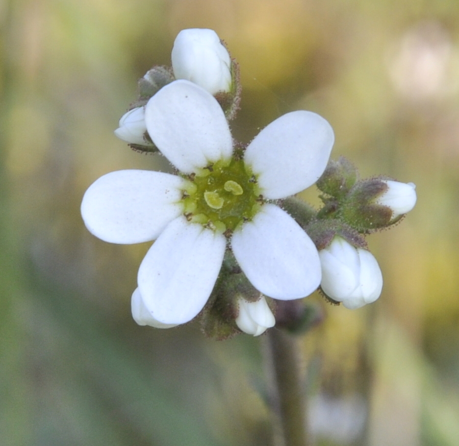 Image of Saxifraga carpetana ssp. graeca specimen.