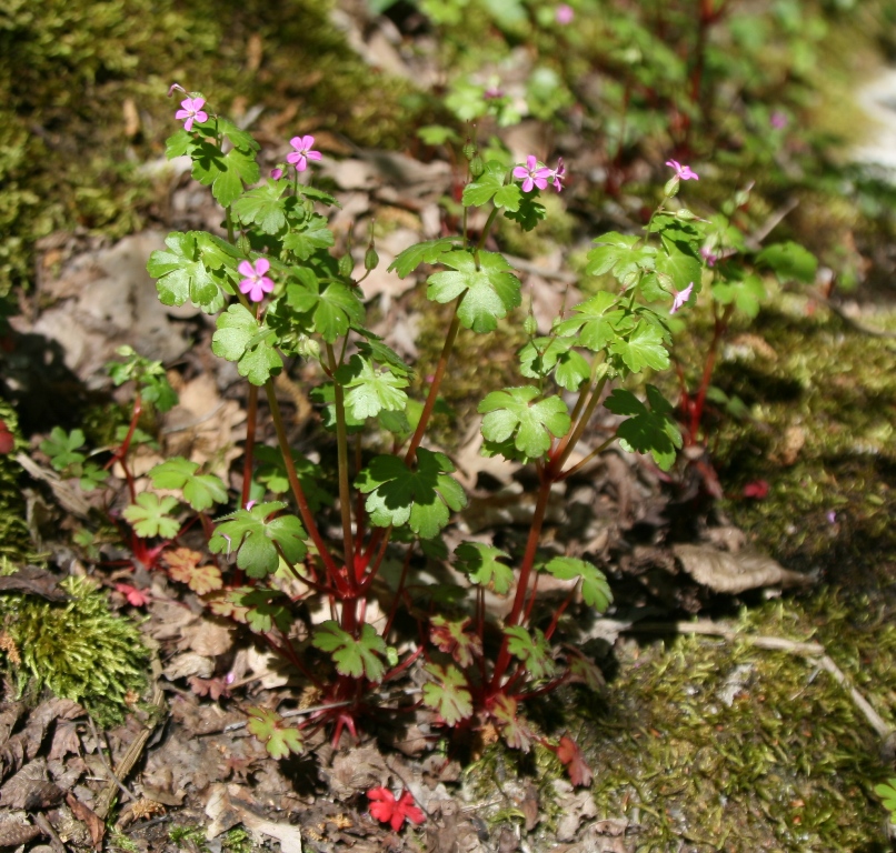 Изображение особи Geranium lucidum.