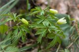 Anemone nemorosa. Верхушки расцветающих растений. Ленинградская обл., Кургальский заказник, смешаный лес. 28.04.2013.