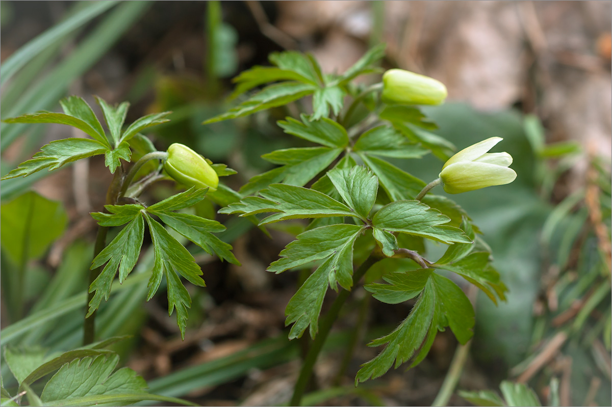 Image of Anemone nemorosa specimen.