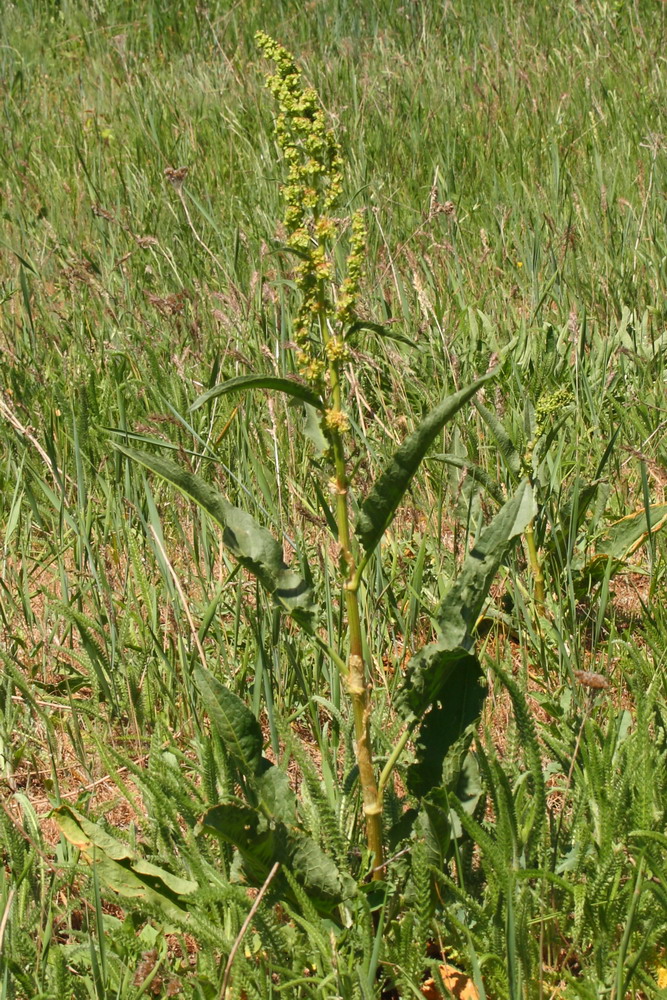 Изображение особи Rumex crispus.