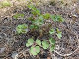 Aquilegia sibirica