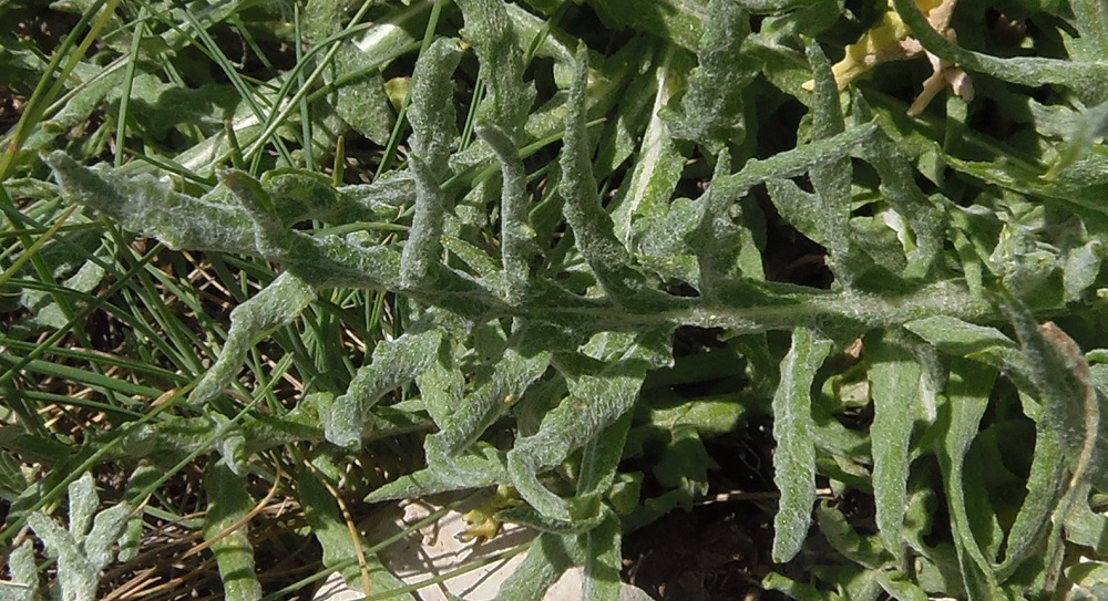 Image of Jurinea roegneri specimen.