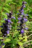 Ajuga reptans
