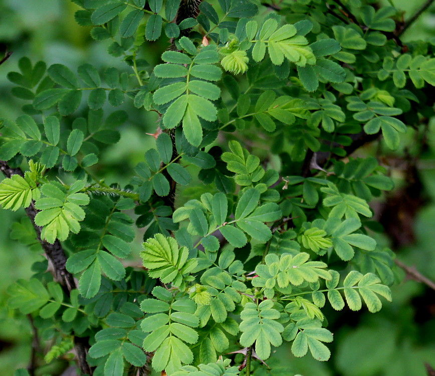 Изображение особи Rosa omeiensis f. pteracantha.