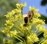 Trochodendron aralioides