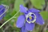 Aquilegia sibirica