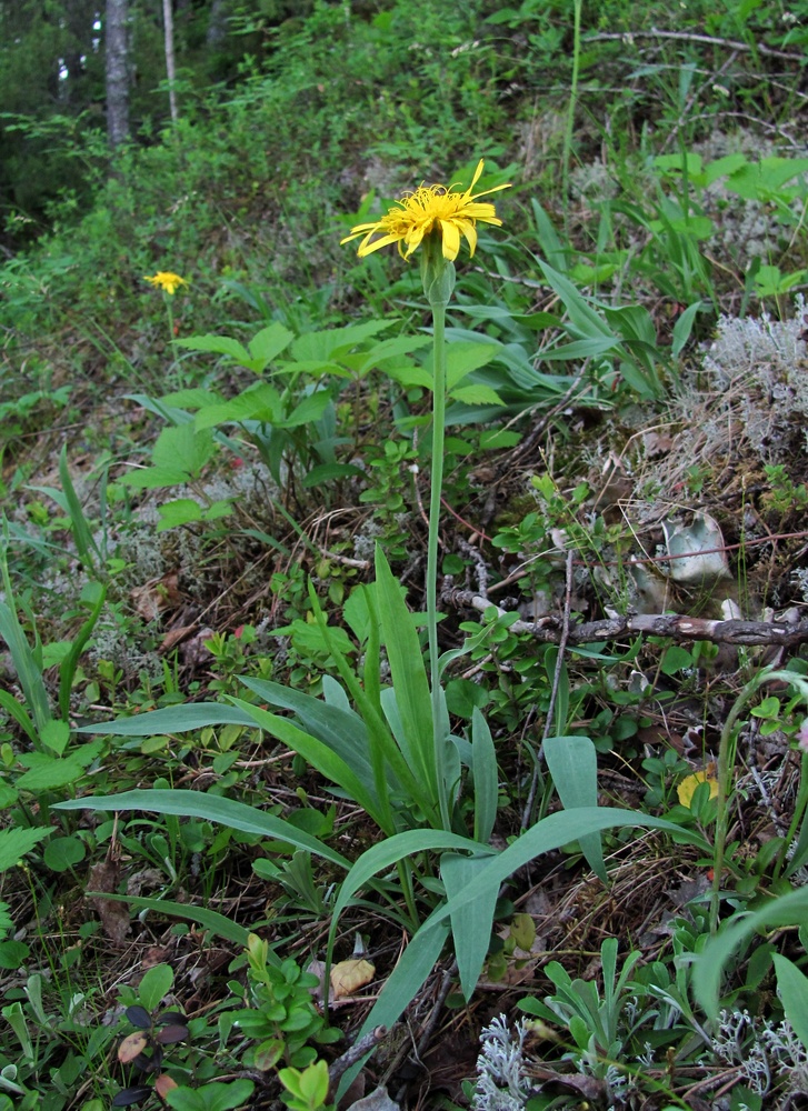 Изображение особи Scorzonera glabra.