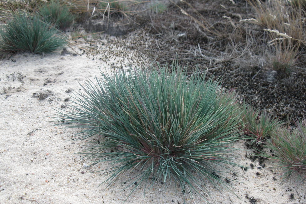 Изображение особи Corynephorus canescens.