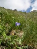 Aquilegia olympica. Цветущее растение. Адыгея, Кавказский биосферный заповедник, хр. Безводный, южный склон, высота 2241 м н.у.м. 24.06.2013.