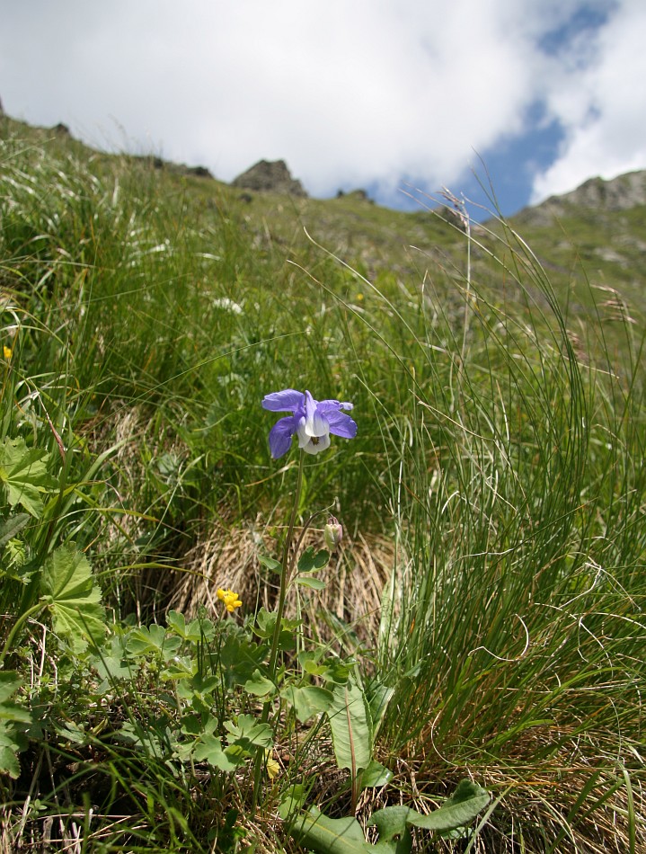Image of Aquilegia olympica specimen.
