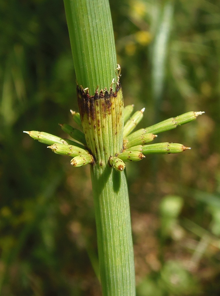 Image of Equisetum fluviatile specimen.