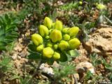 Haplophyllum suaveolens