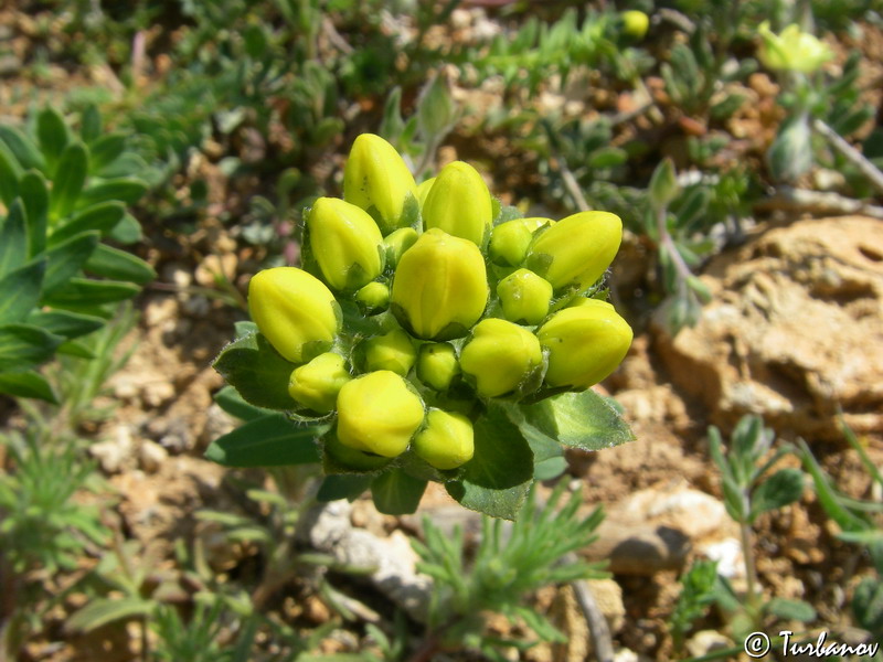 Image of Haplophyllum suaveolens specimen.