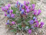 Oxytropis triphylla