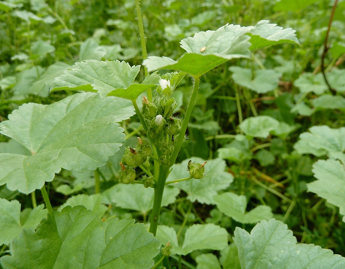 Image of Malva pusilla specimen.