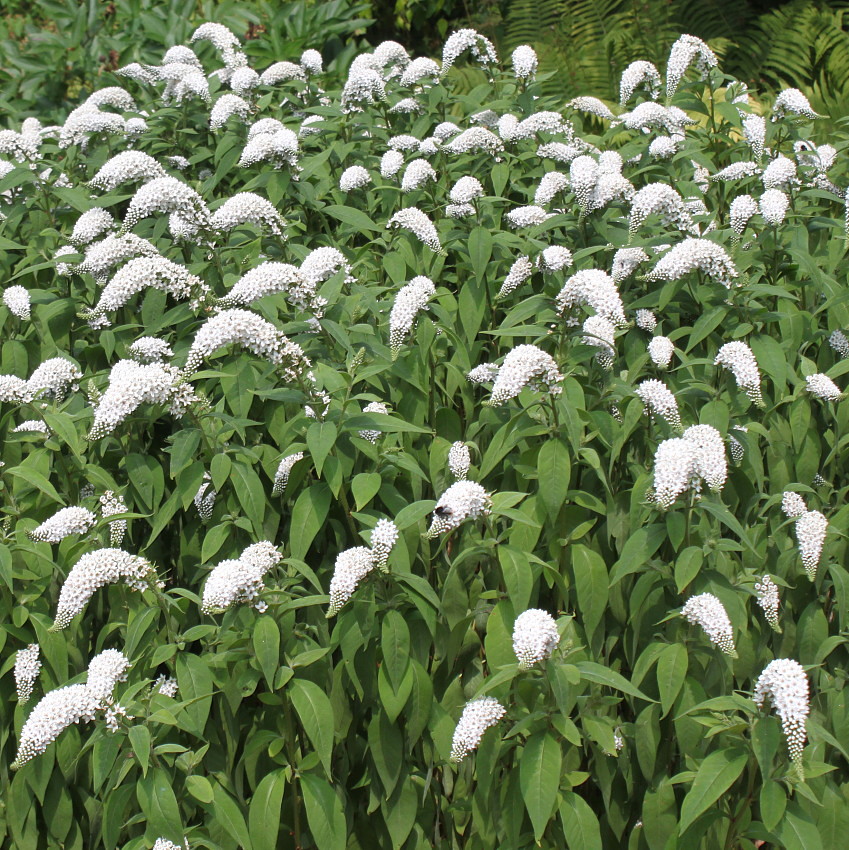 Изображение особи Lysimachia clethroides.