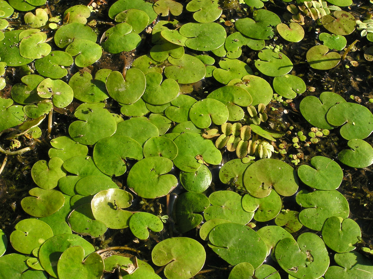 Image of Hydrocharis morsus-ranae specimen.
