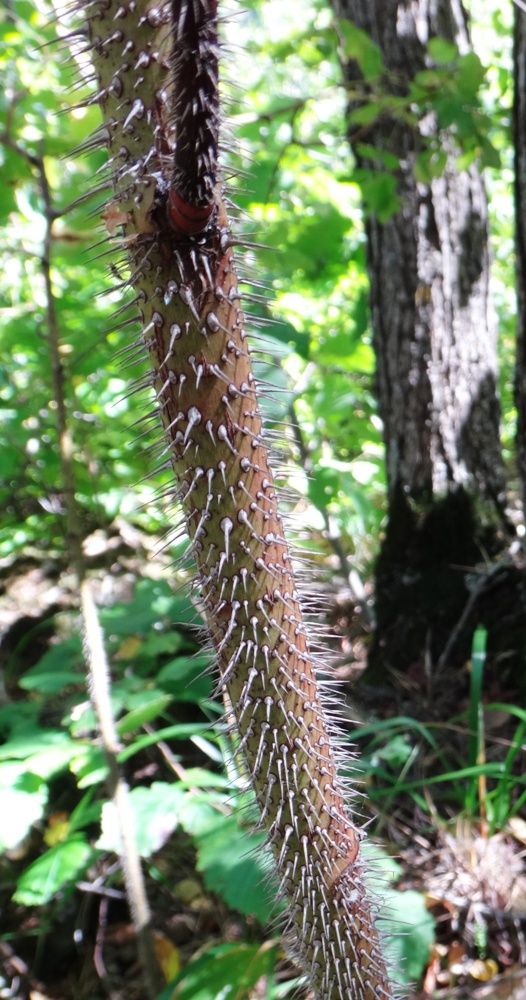 Image of Rosa oxyodon specimen.