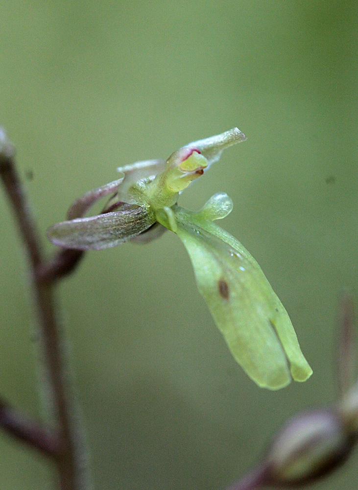 Image of Listera nipponica specimen.