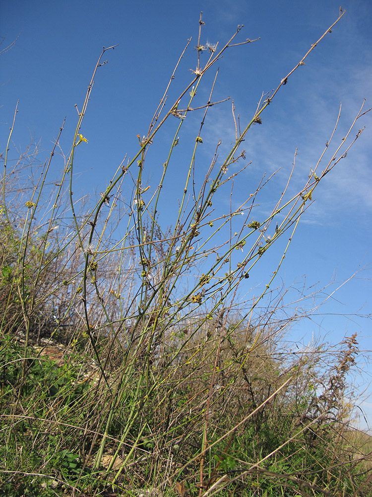 Изображение особи Chondrilla juncea.