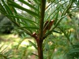 Cephalotaxus harringtonia