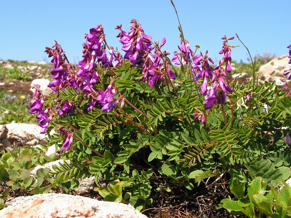 Изображение особи Hedysarum branthii.