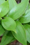 Lilium henryi. Листья верхней части побега. Германия, г. Дюссельдорф, Ботанический сад университета. 14.08.2013.