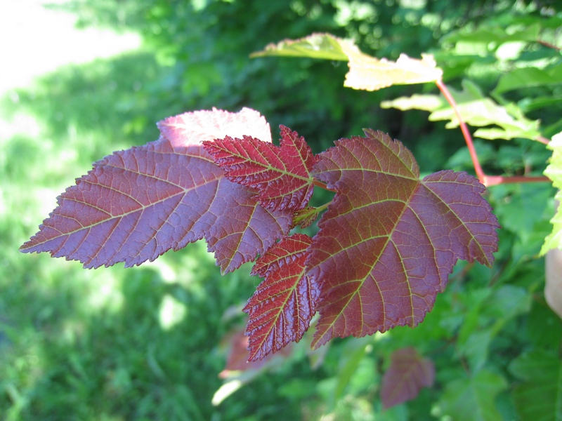 Изображение особи Acer tataricum.