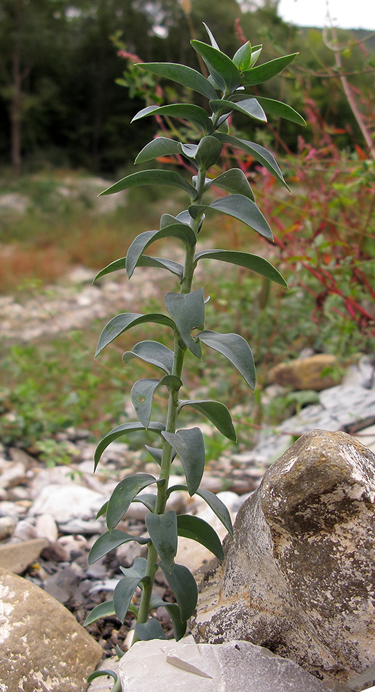 Изображение особи Linaria genistifolia.