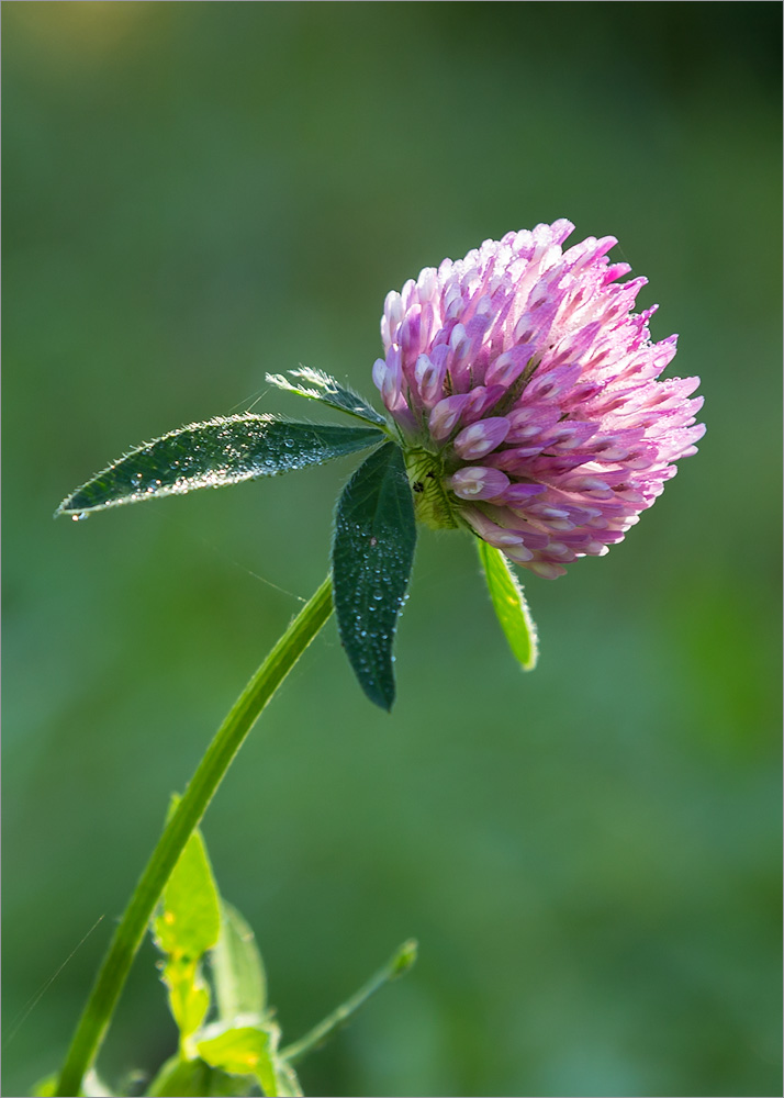 Изображение особи Trifolium pratense.